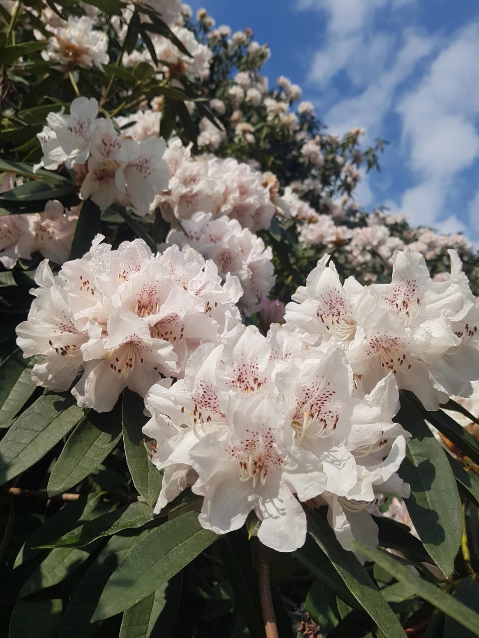 'Boddaertianum'